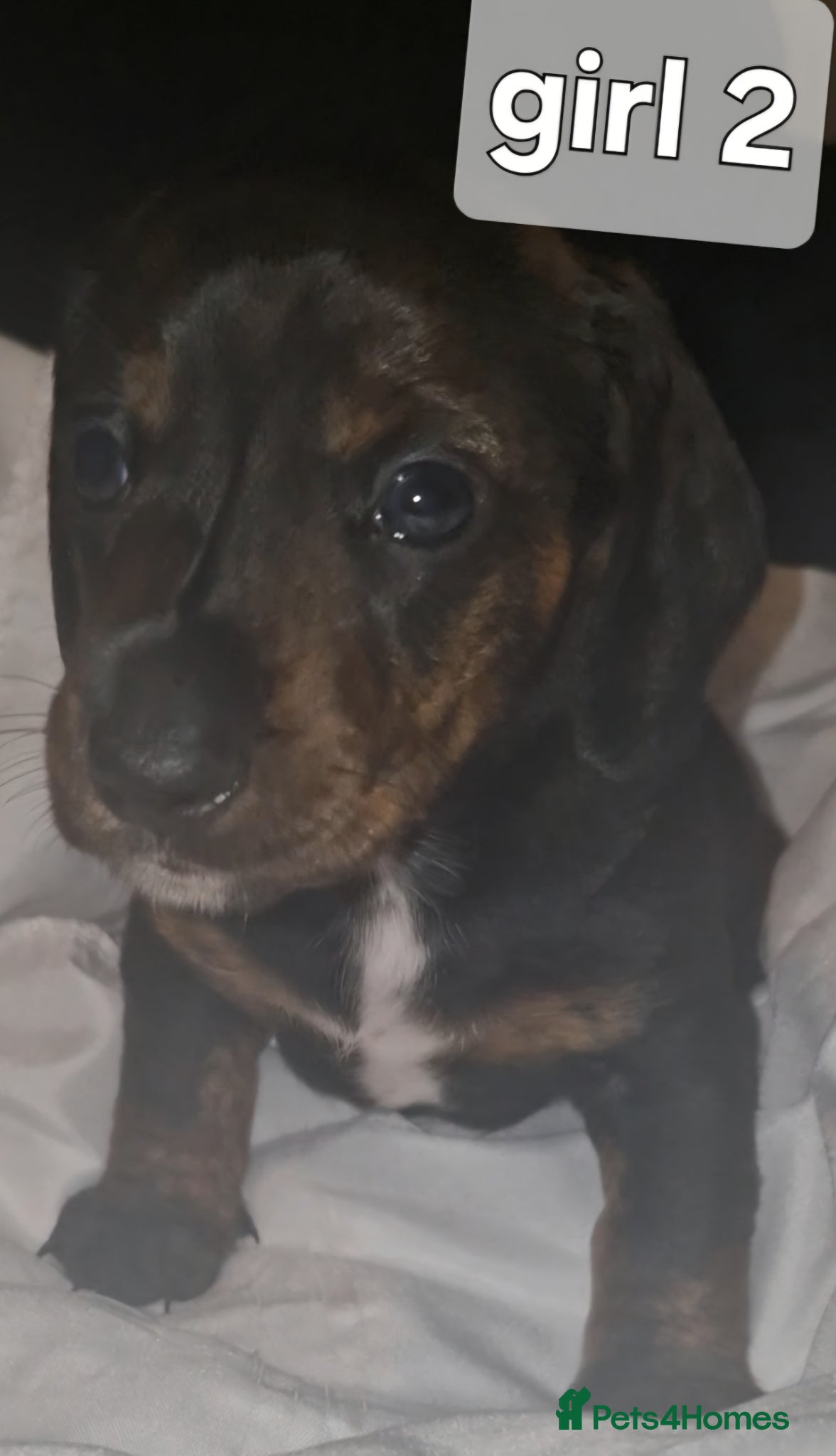 Dachshund dogs Dachshunds puppies - Advert 3