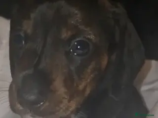 Dachshund dogs Dachshunds puppies - Advert 3