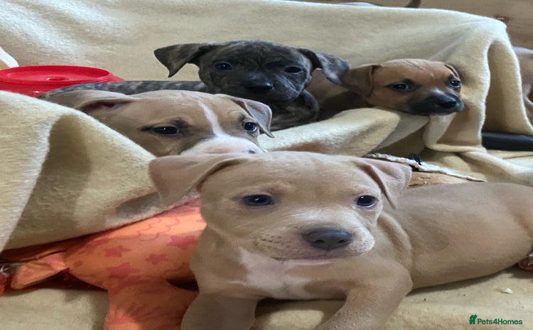 Mixed Breed dogs - Advert 3
