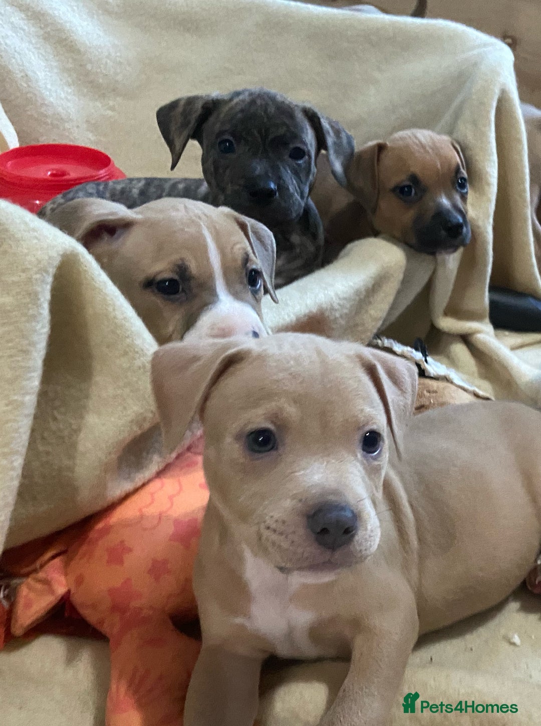 Mixed Breed dogs for sale: Staff x American pocket bully pups  - Image 1