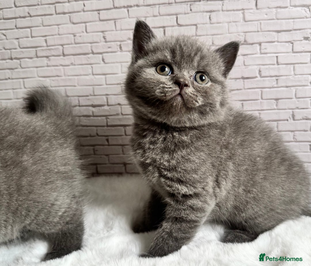 British Shorthair cats for sale: British Shorthair Kittens - Advert 5
