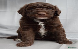 Double Doodle dogs for sale: Stunning litter standard golden doodles - Image 6