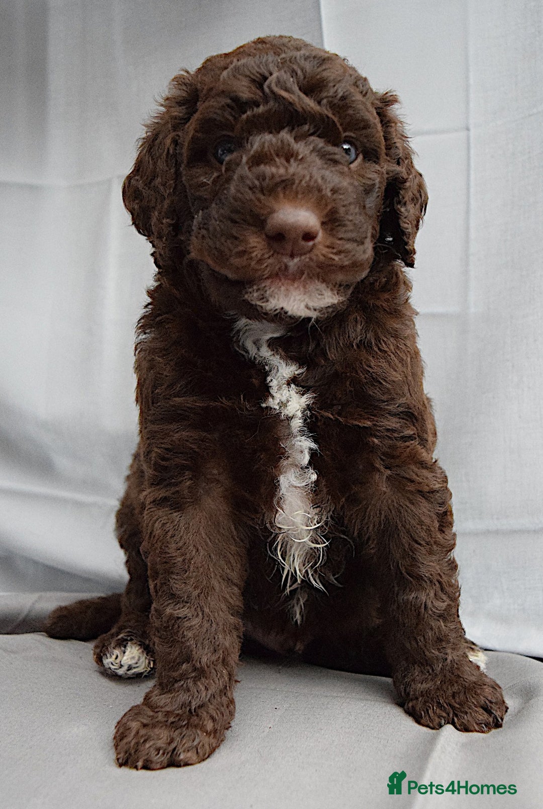 Double Doodle dogs for sale: Stunning litter standard golden doodles - Image 6