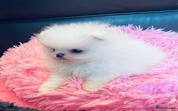 Pomeranian dogs for sale: Stunning teddybear face Boys Ready🌟 - Advert 2