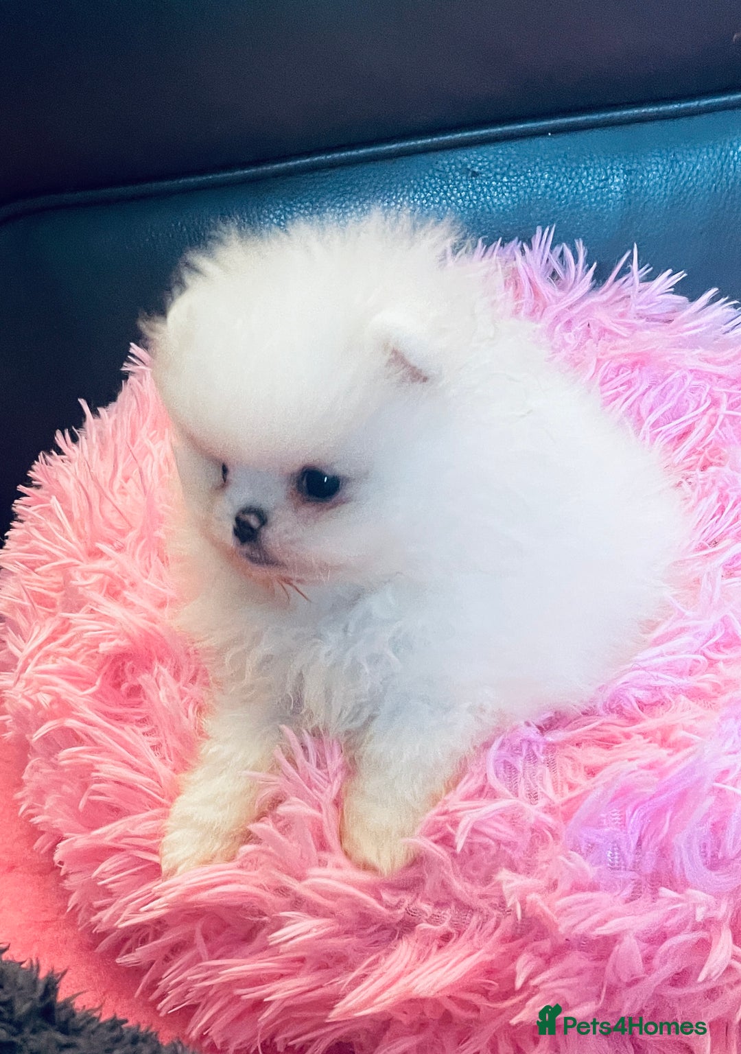 Pomeranian dogs for sale: Stunning teddybear face Boys Ready🌟 - Advert 2