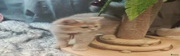 British Shorthair cats for sale: Blue golden, lilac gold, cinnamon bi colour  - Advert 30