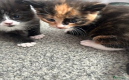 Mixed Breed cats for sale: Gorgeous Kitten - Image 3