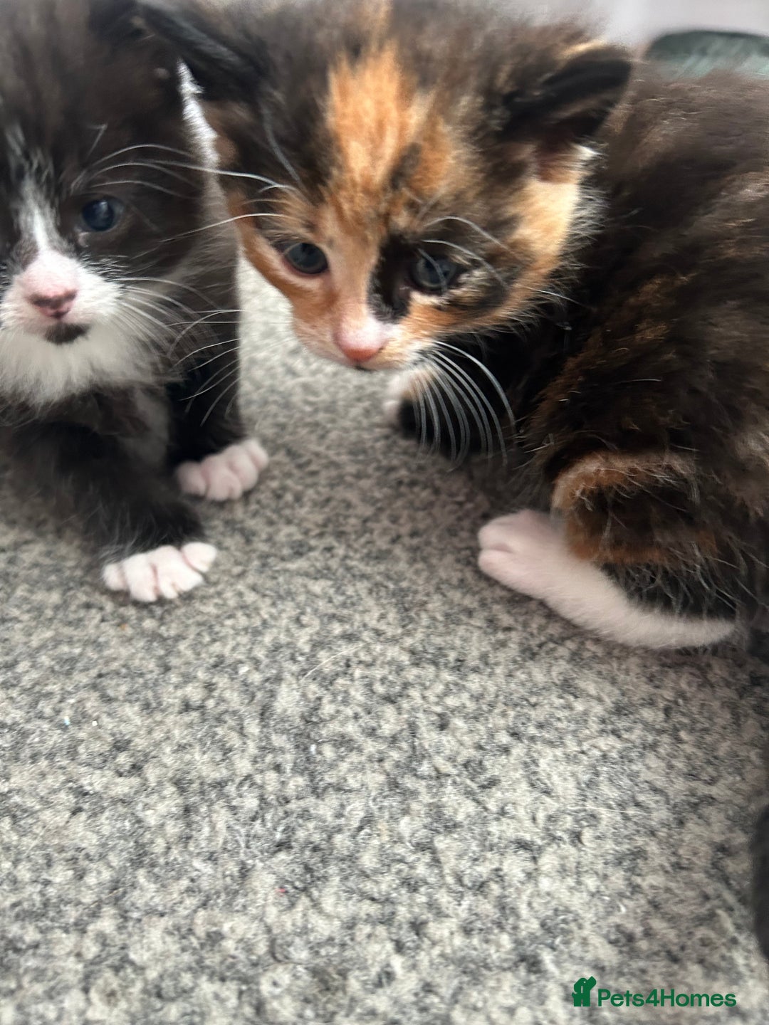 Mixed Breed cats for sale: Gorgeous Kitten - Image 3