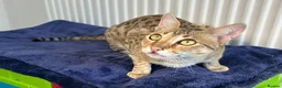 Savannah cats for sale: Beautiful Golden Savannah Girl Scampi - Advert 9