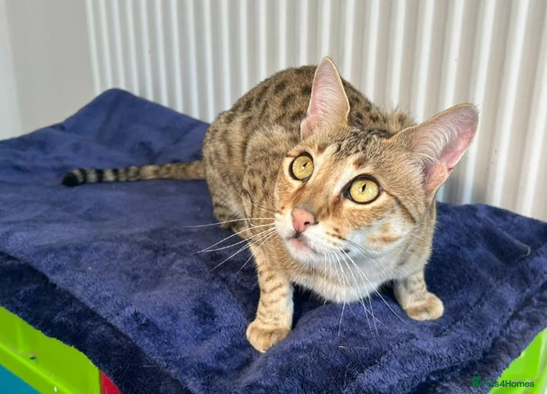 Savannah cats for sale: Beautiful Golden Savannah Girl Scampi - Advert 9