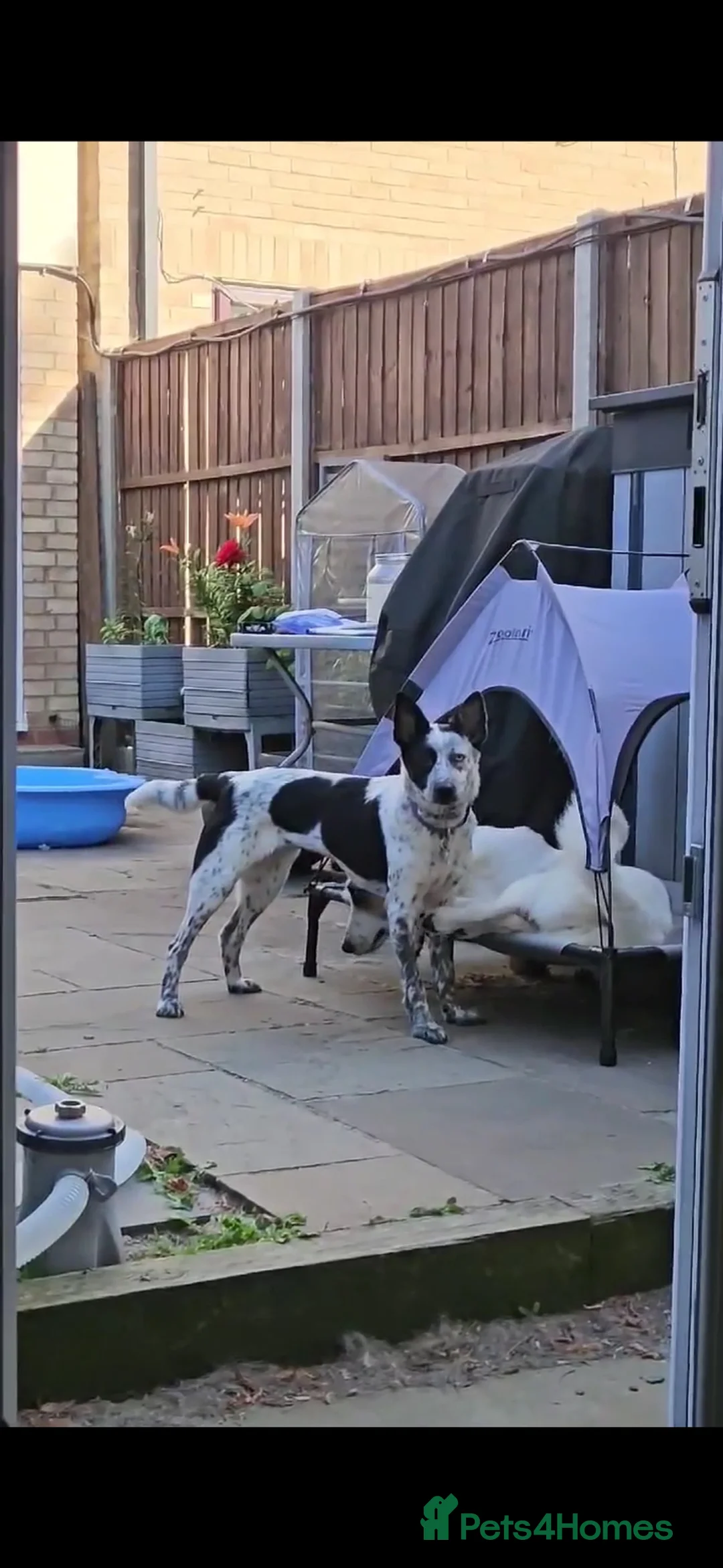 Mixed Breed dogs for adoption: Quirky Catra in Northampton - Advert 2