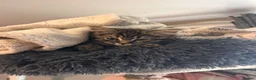 Mixed Breed cats for sale: Reduced last 2 females ragdoll x maincoon  - Advert 5