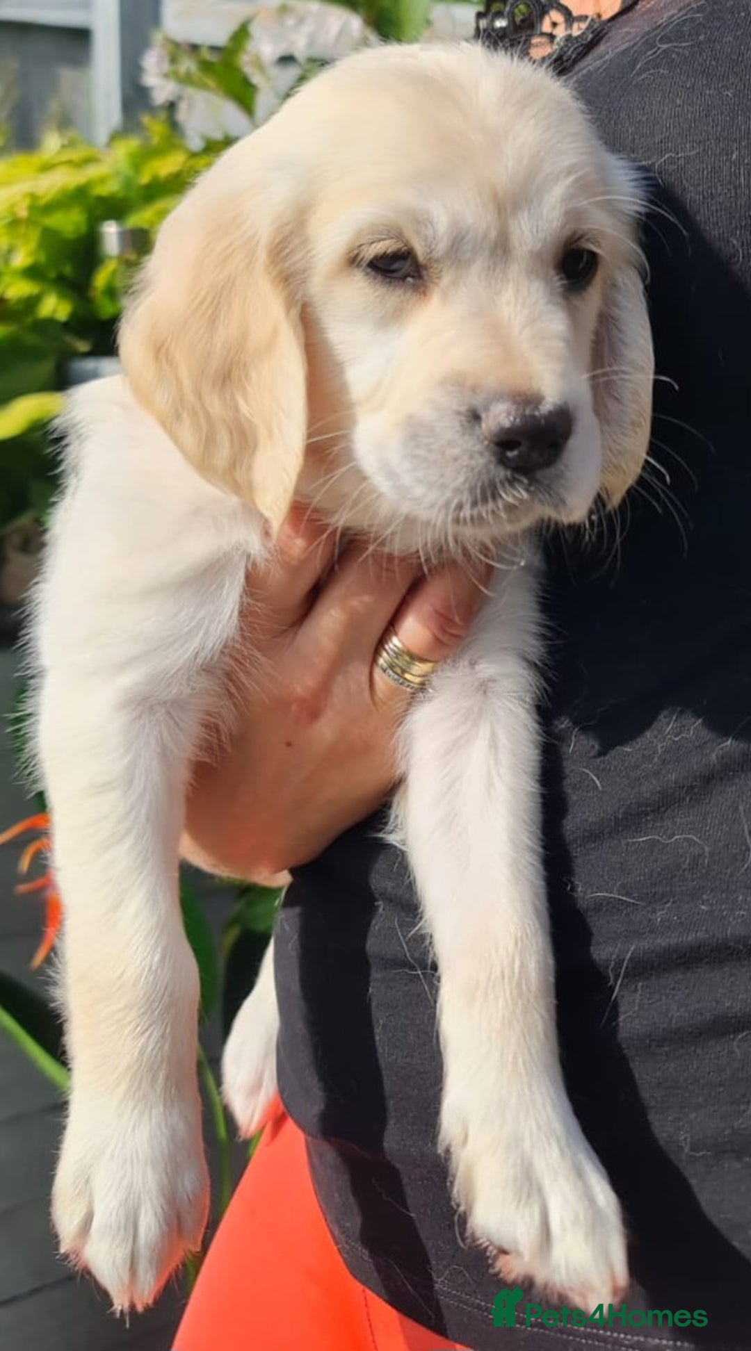 Golden Retriever dogs for sale: Stunning Golden Retriever puppies  - Image 31