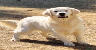 Golden Retriever dogs - Advert 10