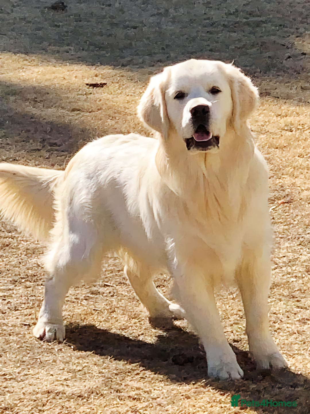 Golden Retriever dogs for sale: Newmiller Retrievers Upcoming Litter Announcement  - Image 2