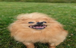 Pomeranian dogs for sale: Adult Poms - Advert 5