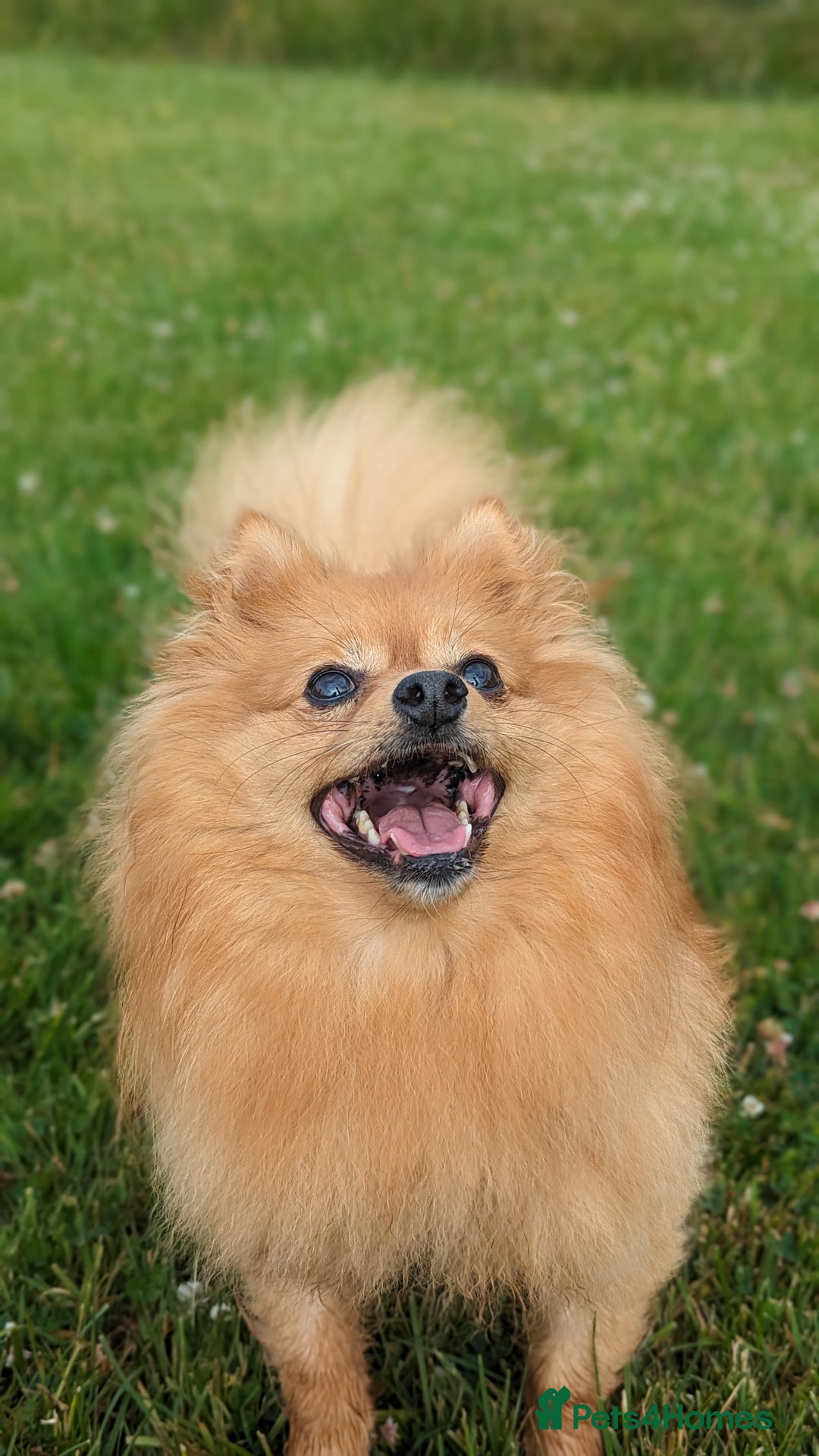Pomeranian dogs for sale: Adult Poms - Advert 5