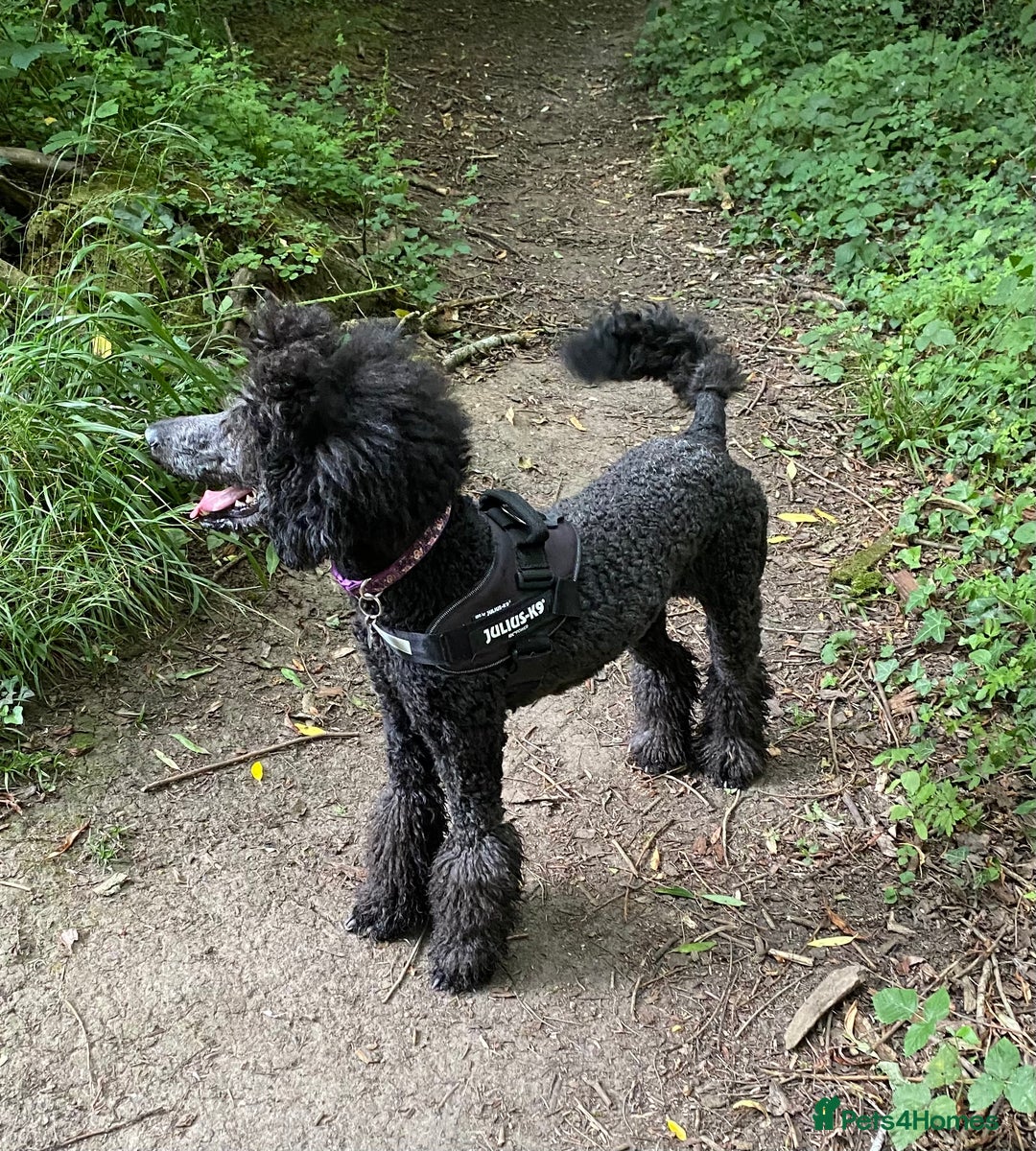 Standard Poodle dogs for sale: Standard poodle  - Image 4