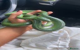Rat Snake reptiles for sale: Stunning male rhino ratsnake  - Image 3