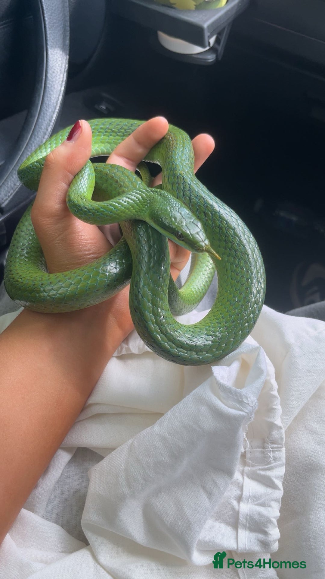 Rat Snake reptiles for sale: Stunning male rhino ratsnake  - Image 3