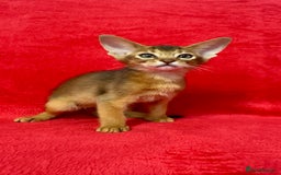 Abyssinian cats for sale: Gorgeous Abyssinian Kittens  Ready December 2025 - Image 7