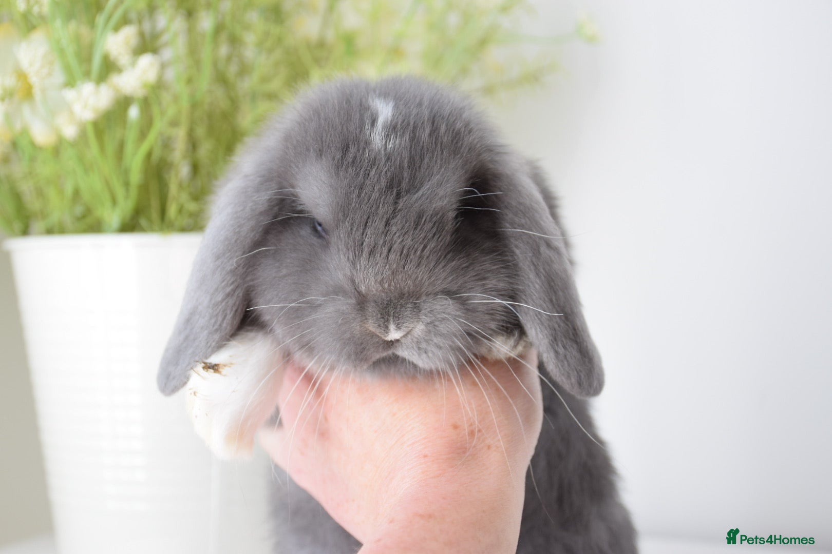 Mini Lop rabbits Beautiful pure mini lop girls  - Advert 1