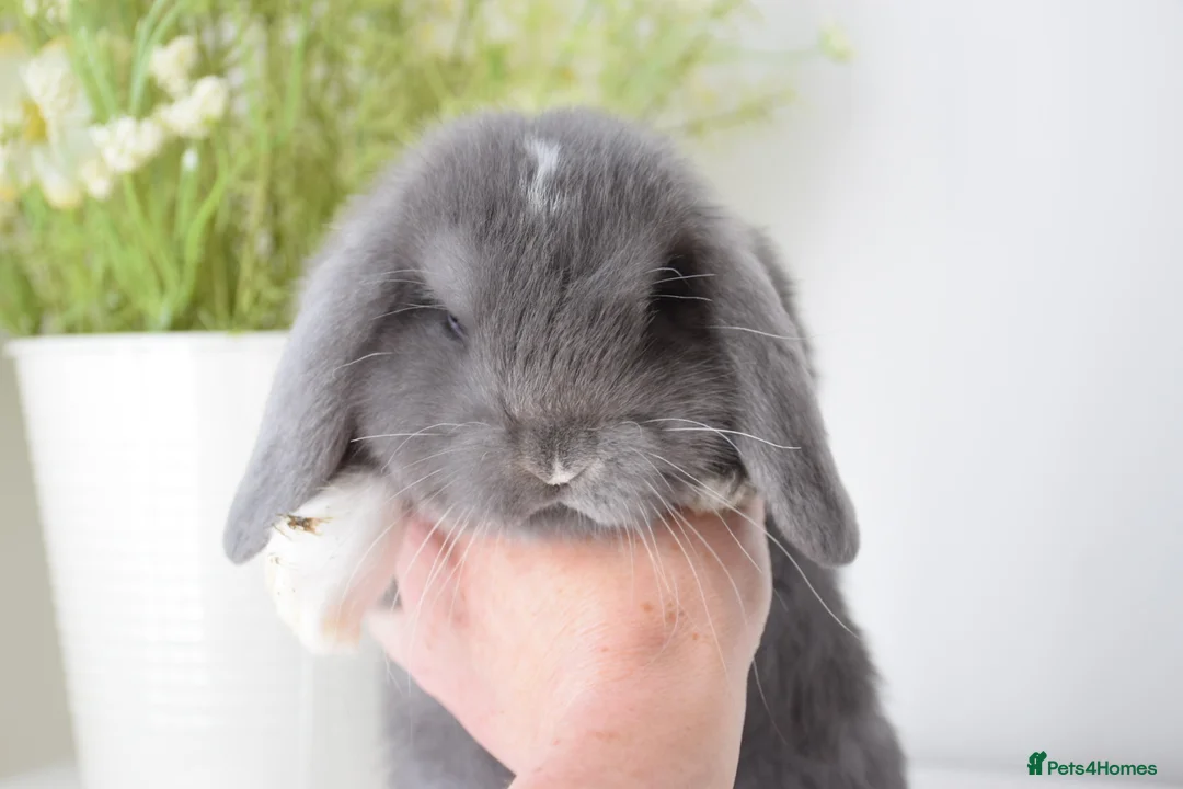 Mini Lop rabbits for sale: Beautiful pure mini lop girls  - Advert 1
