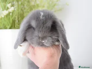 Mini Lop rabbits Beautiful pure mini lop girls - Advert 2