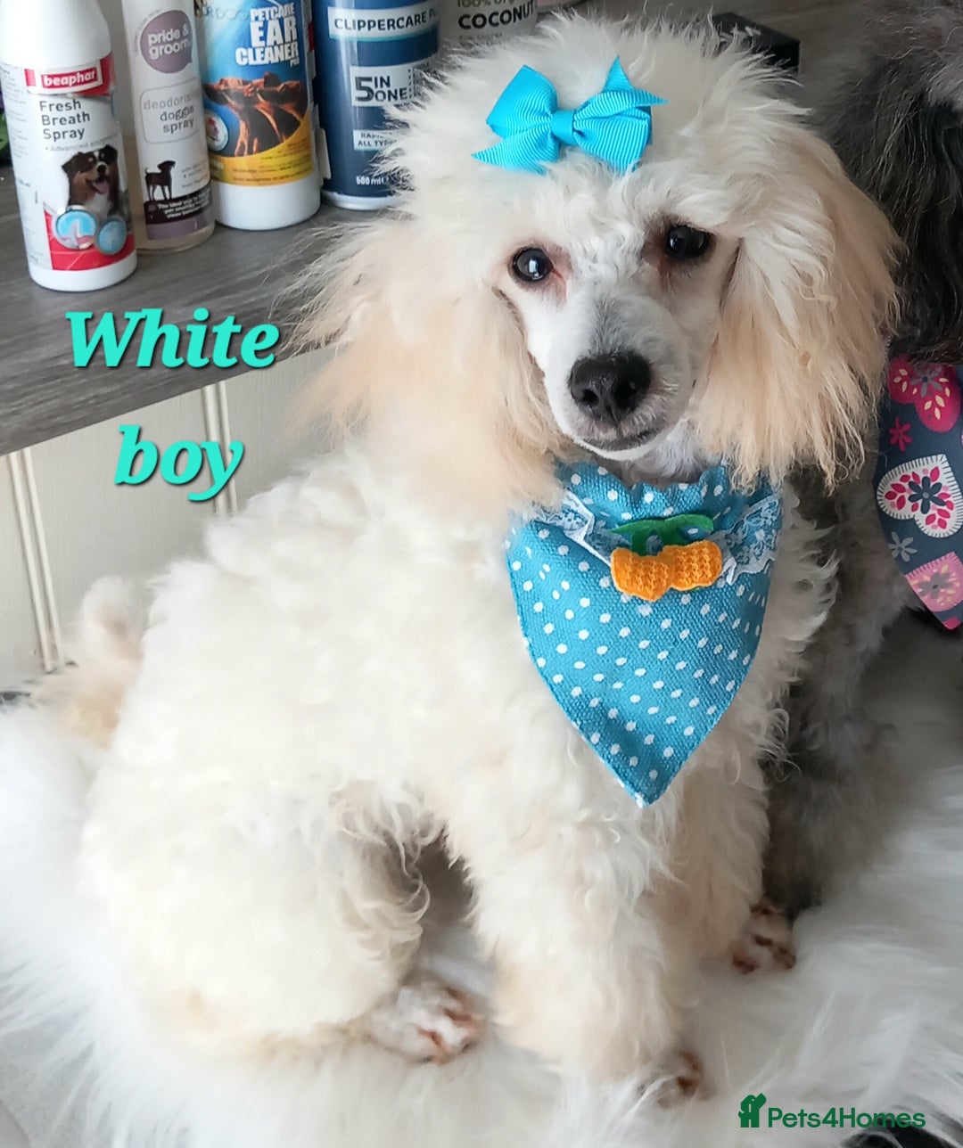 Toy Poodle dogs for sale: *REDUCED*1 WHITE BOY, 1 BLACK GIRL TOY POODLES in Colwyn Bay - Image 19