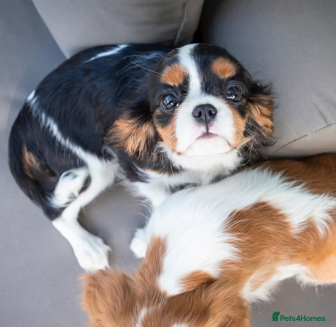 Cavalier King Charles Spaniel dogs for sale: High quality Cavalier King Charles Spaniel Puppies - Image 5