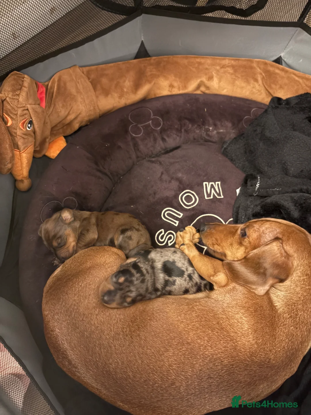 Miniature Dachshund dogs for sale: Dapple dachshunds  in Newmarket - Advert 7