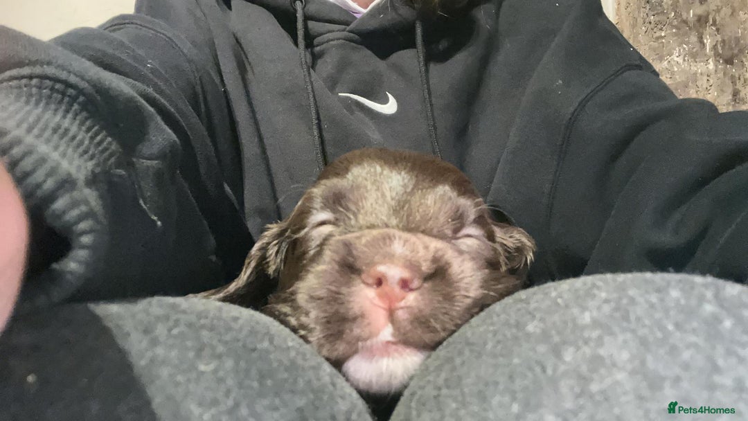 Cocker Spaniel dogs for sale: Cocker Spaniels READY NOW - working - Advert 10