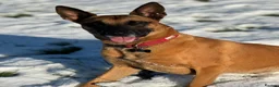 Belgian Shepherd Dog dogs for sale: Large Mali pup for an experienced home  - Advert 5