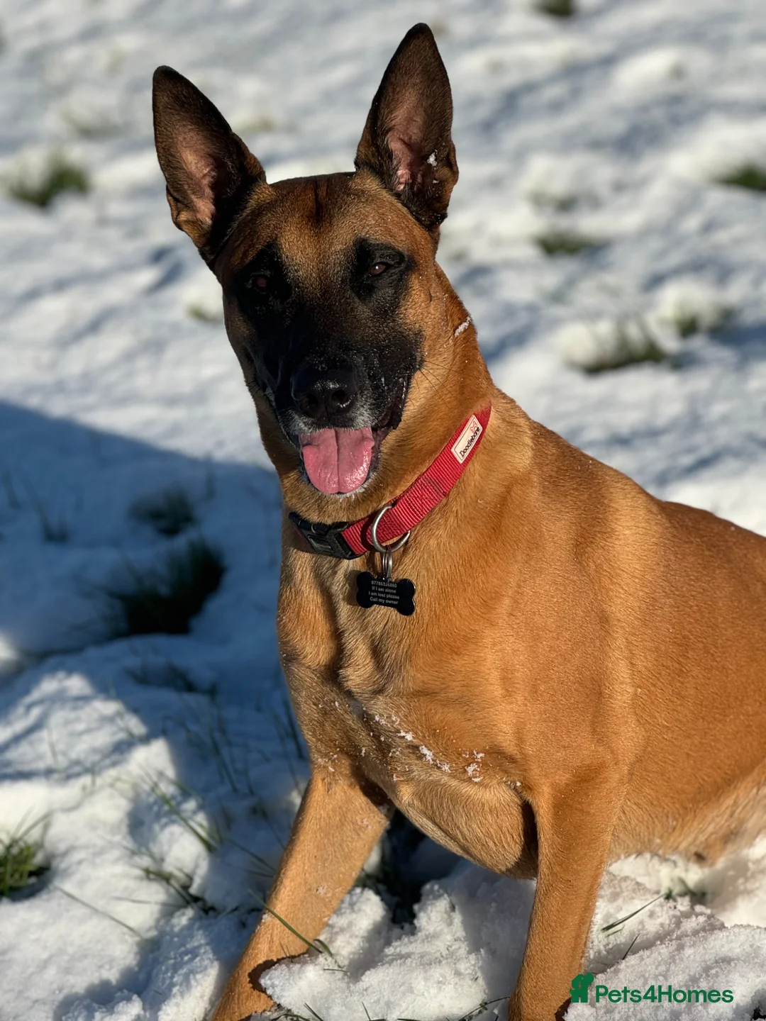 Belgian Shepherd Dog dogs for sale: Large Mali pup for an experienced home  - Advert 5