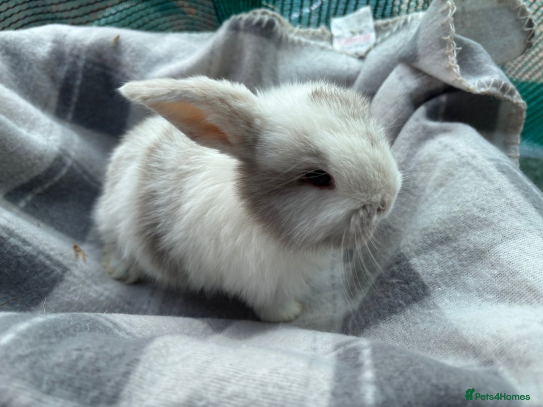 Mini Lion Lop rabbits for sale: 2 boy mini lion lops  - Advert 1