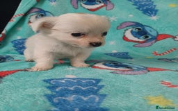 Chihuahua dogs for sale: Tiny adorable chihuahua pups 🐶  - Image 8