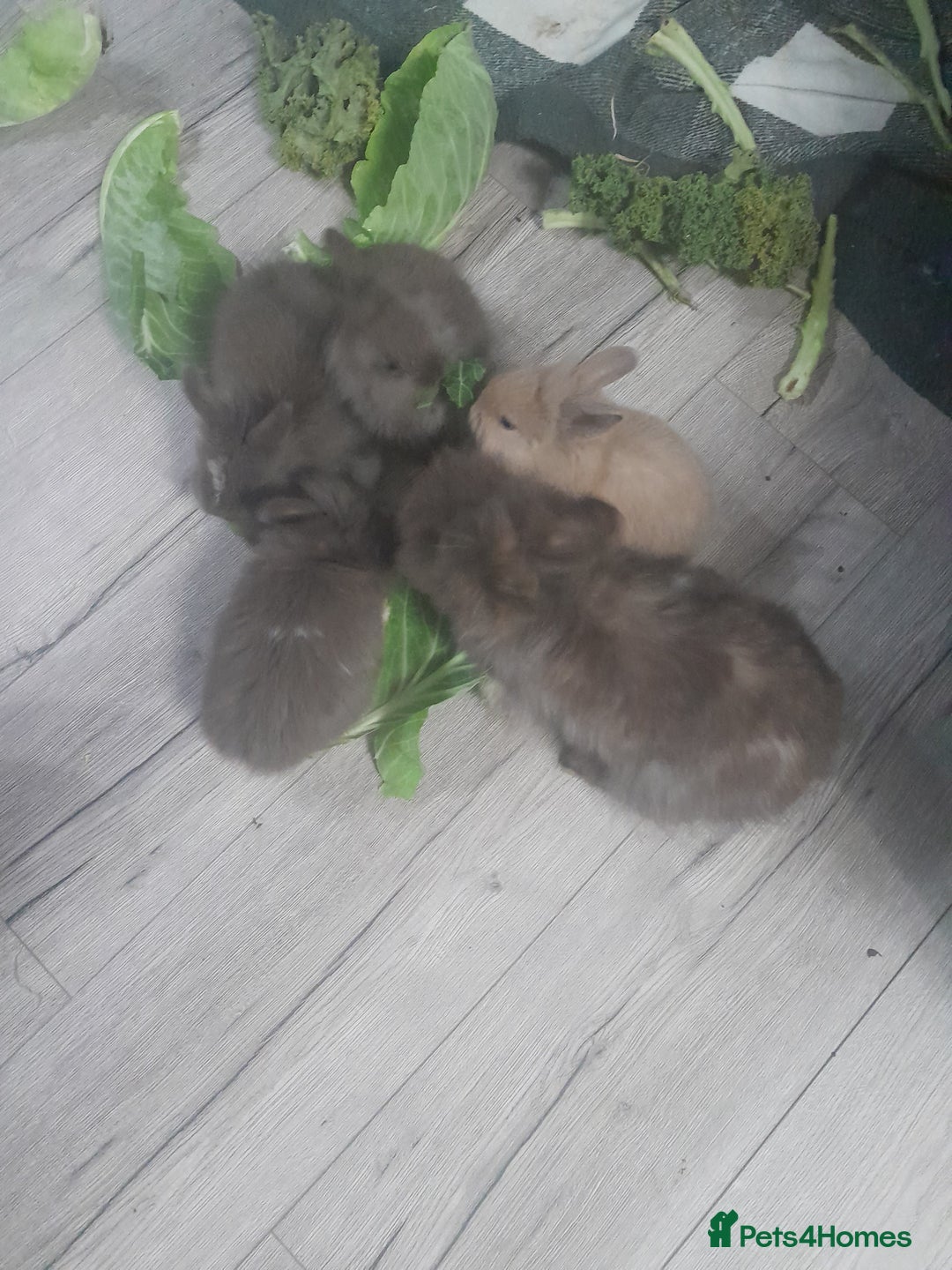 Lionhead rabbits for sale: Lionhead - Image 2