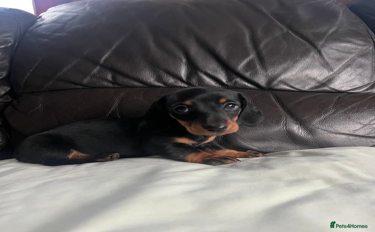 Miniature Dachshund dogs - Advert 10