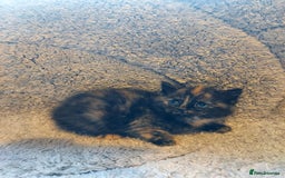 British Longhair cats for sale: Kittens for sale. - Image 8