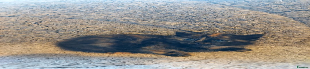 British Longhair Kitten 5