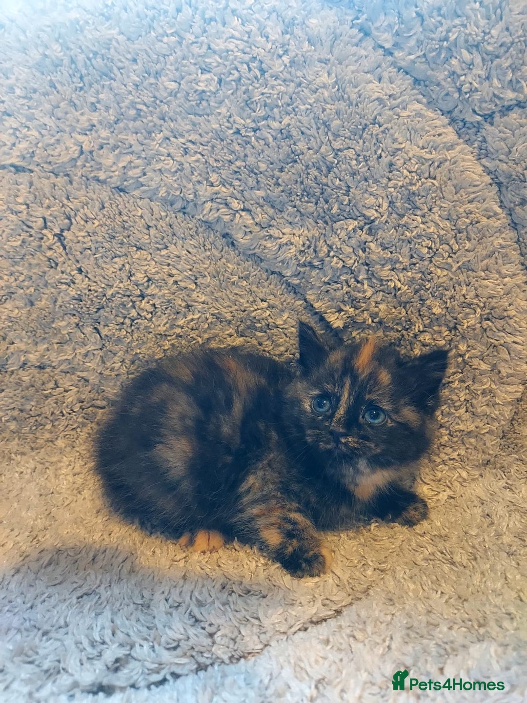 British Longhair cats for sale: Kittens for sale. - Image 8