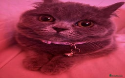 British Shorthair cats for sale: British shorthair female  - Image 3
