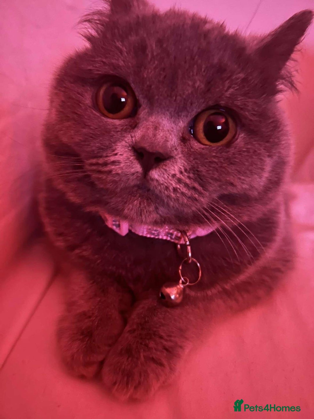 British Shorthair cats for sale: British shorthair female  - Image 3