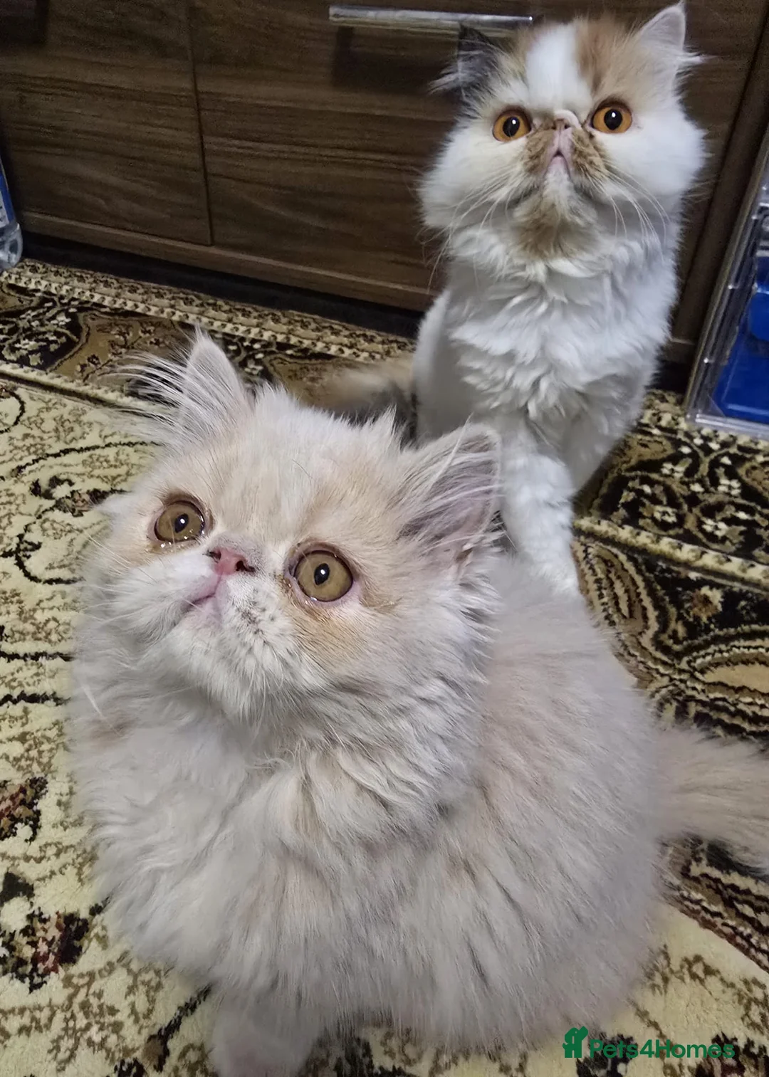 Persian cats for sale: Beautiful Pure Persian Boy Looking for Loving home - Advert 8