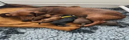 Mixed Breed dogs for sale: 4 male dachshund - dachshund- jacawawa - Advert 12