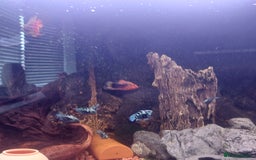 Cichlids fish for sale: Fish tank full 240lt set up - Image 7