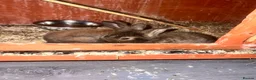 Mixed Breed rabbits for sale: Lop/cross lion head bunnies 2 for £30 - Advert 4