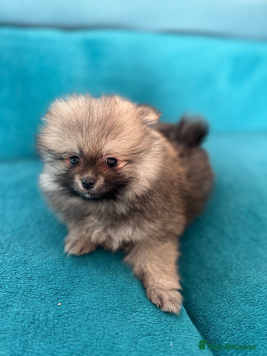 Pomeranian dogs for sale: Kc Registered last boy,ready to go! - Advert 16