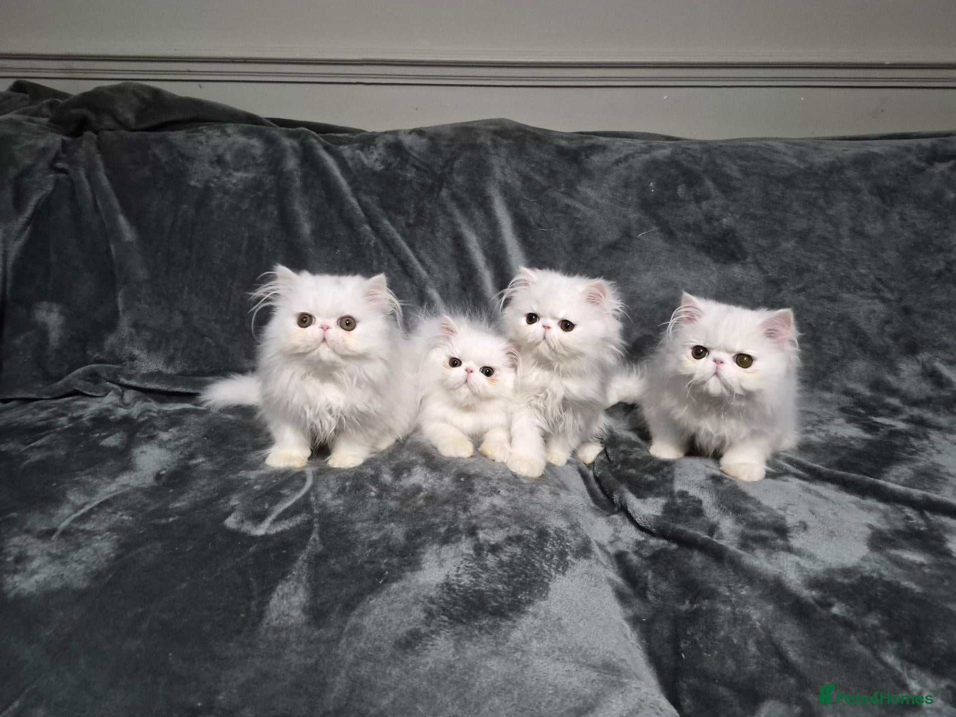 Persian cats 3 x white/black persian boy kittens - Advert 15
