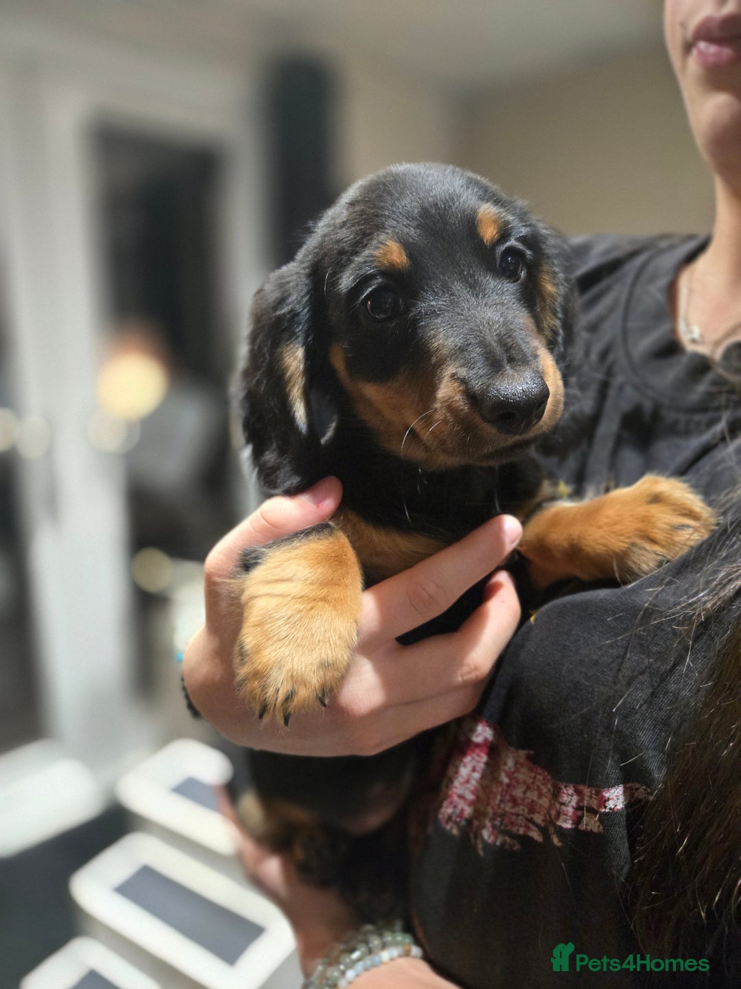 Miniature Dachshund dogs for sale: ❤️miniature dachshund puppy❤️ - Advert 7